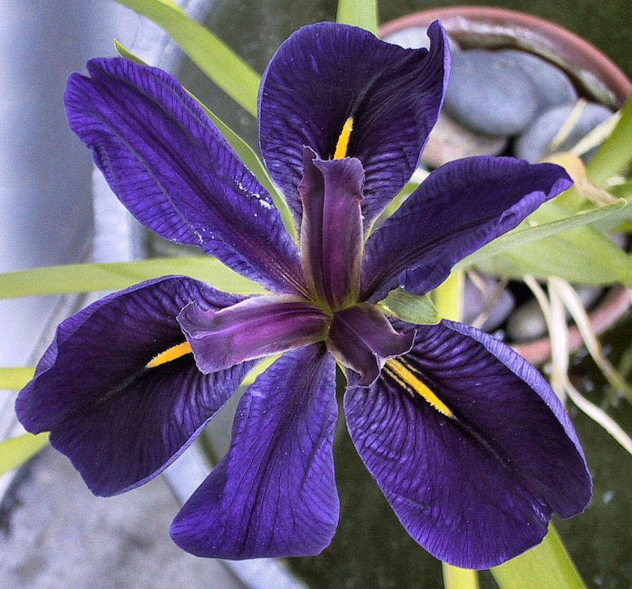Photo of Louisiana Iris (Iris 'Black Gamecock') uploaded by Strever