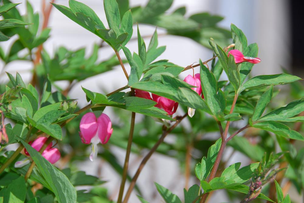 Photo of Bleeding Heart (Lamprocapnos spectabilis) uploaded by bsavage