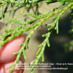 Location: zone 8/9 Lake City, Fl.
Date: 2011-12-01
close up of scale like needles
