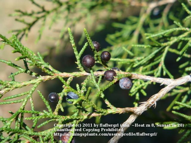 Photo of Eastern Red Cedar (Juniperus virginiana) uploaded by flaflwrgrl