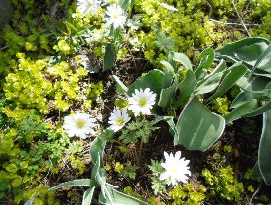 Photo of Grecian Windflower (Anemone blanda 'White Splendour') uploaded by ge1836