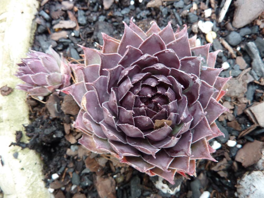 Photo of Hen and Chicks (Sempervivum 'Pacific Daemon') uploaded by sandnsea2