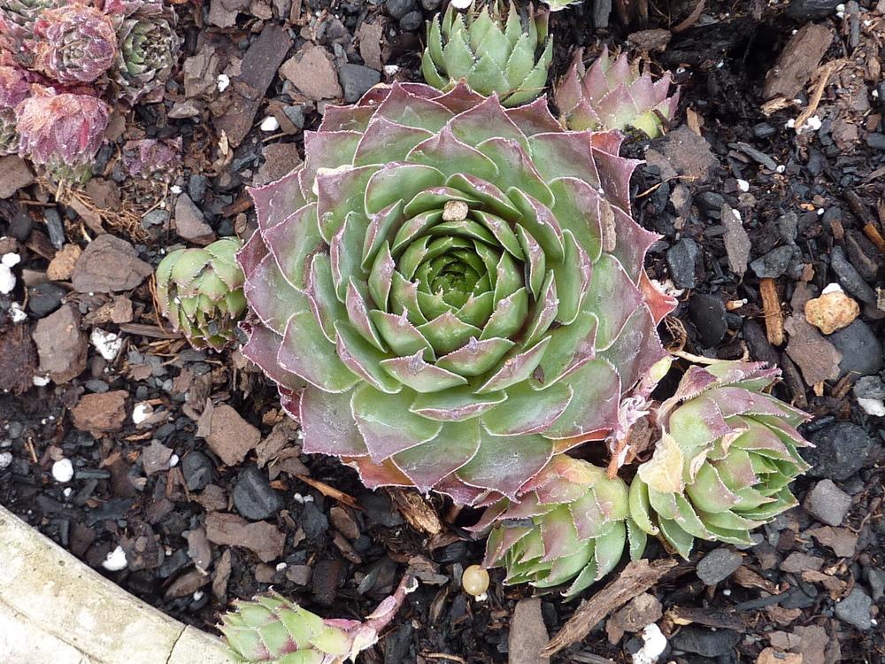 Photo of Hen and Chicks (Sempervivum 'Stuffed Olive') uploaded by sandnsea2