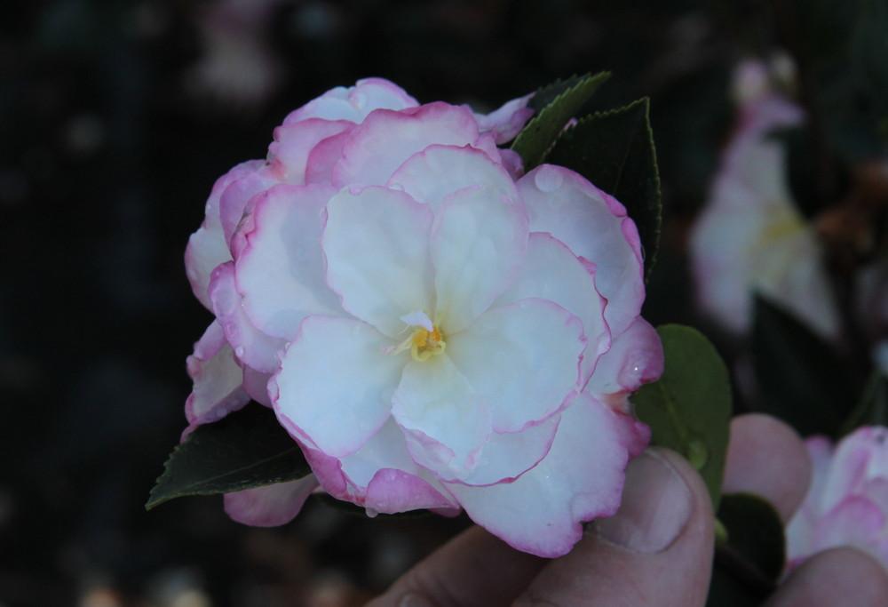 Photo of Sasanqua Camellia (Camellia sasanqua 'Leslie Ann') uploaded by wren