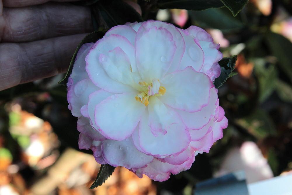 Photo of Sasanqua Camellia (Camellia sasanqua 'Leslie Ann') uploaded by wren