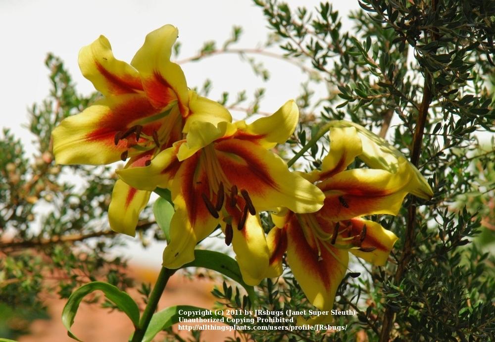 Photo of Lily (Lilium 'American Heritage') uploaded by JRsbugs