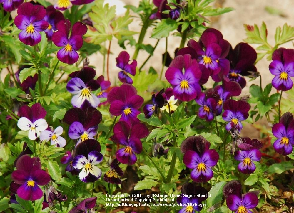 Photo of Johnny Jump-Up (Viola tricolor) uploaded by JRsbugs