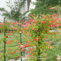 Location: My garden in Kentucky
Date: 2011-09-23
Hummingbirds love these flowers!