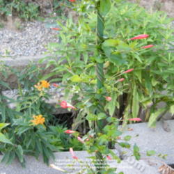 Location: My garden in Kentucky
Date: 2011-07-09