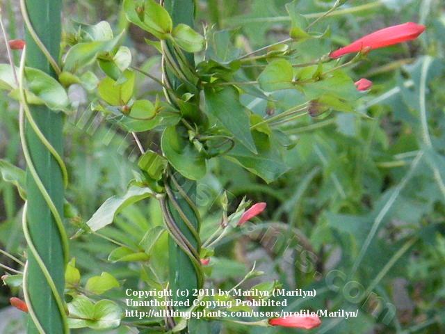 Photo of Brazilian Firecracker Vine (Manettia cordifolia) uploaded by Marilyn
