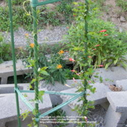Location: My garden in Kentucky
Date: 2011-07-09