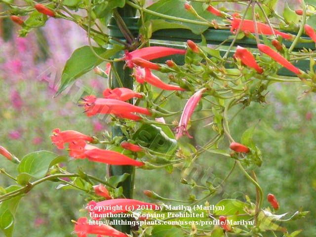 Photo of Brazilian Firecracker Vine (Manettia cordifolia) uploaded by Marilyn