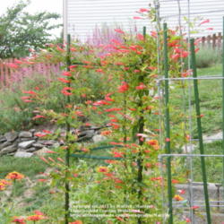 Location: My garden in Kentucky
Date: 2011-09-23