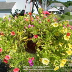 Location: My garden in Kentucky
Date: 2011-06-16
The plant tag stated 'Candyland' when I bought the flowering bask