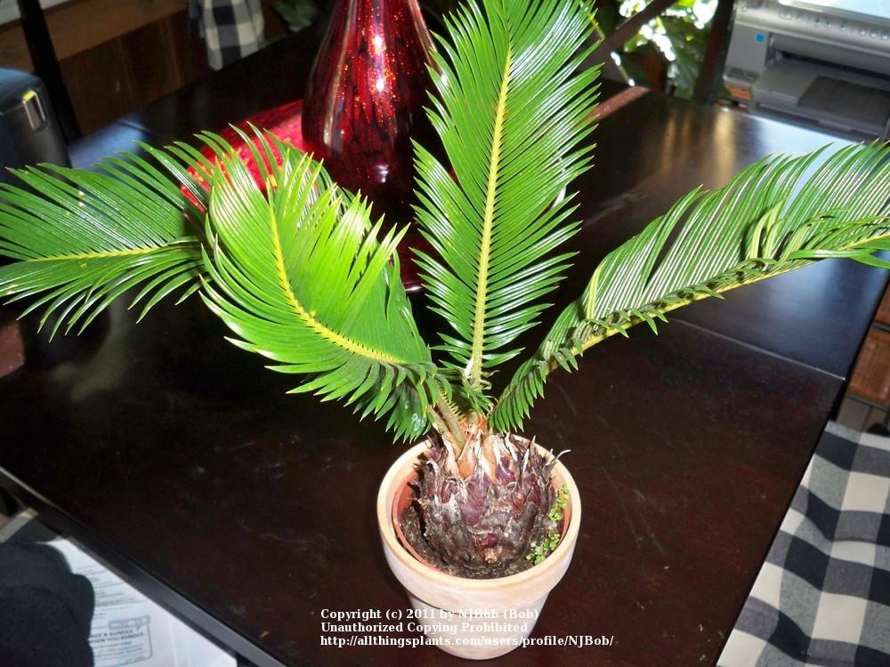 Photo of Sago Palm (Cycas revoluta) uploaded by NJBob