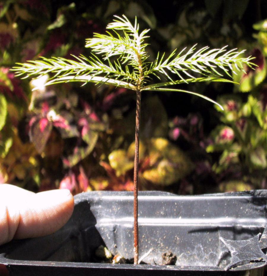 Photo of New Caledonian Pine (Araucaria columnaris) uploaded by Strever