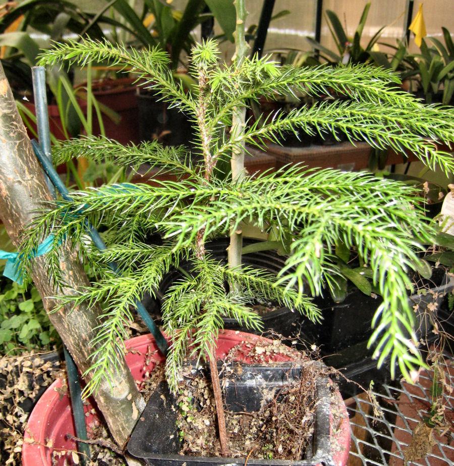 Photo of New Caledonian Pine (Araucaria columnaris) uploaded by Strever