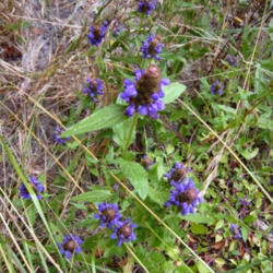 Location: No.Calif amongst the Redwoods
Date: 2009 July
Prunella vulgaris in the wild