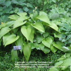 Location: Montréal Botanical Garden
Date: 2011-07-13
'Big Mama'