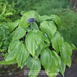 Location: Montréal Botanical Garden
Date: 2011-07-13
<i>hypoleuca</i>