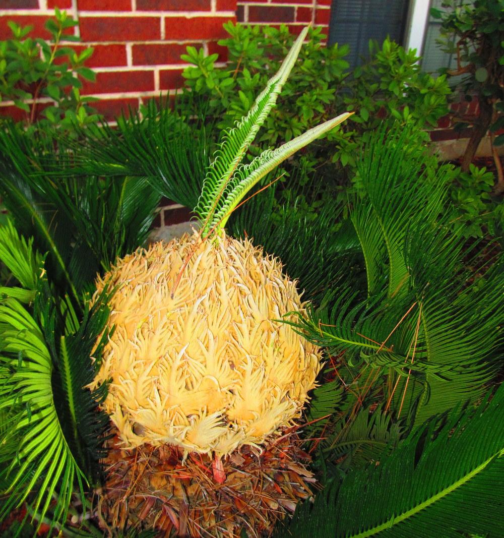 Photo of Sago Palm (Cycas revoluta) uploaded by jmorth