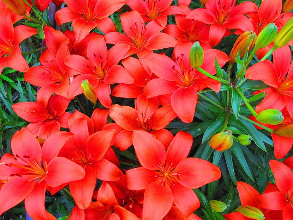 Photo of Lilies (Lilium) uploaded by jmorth