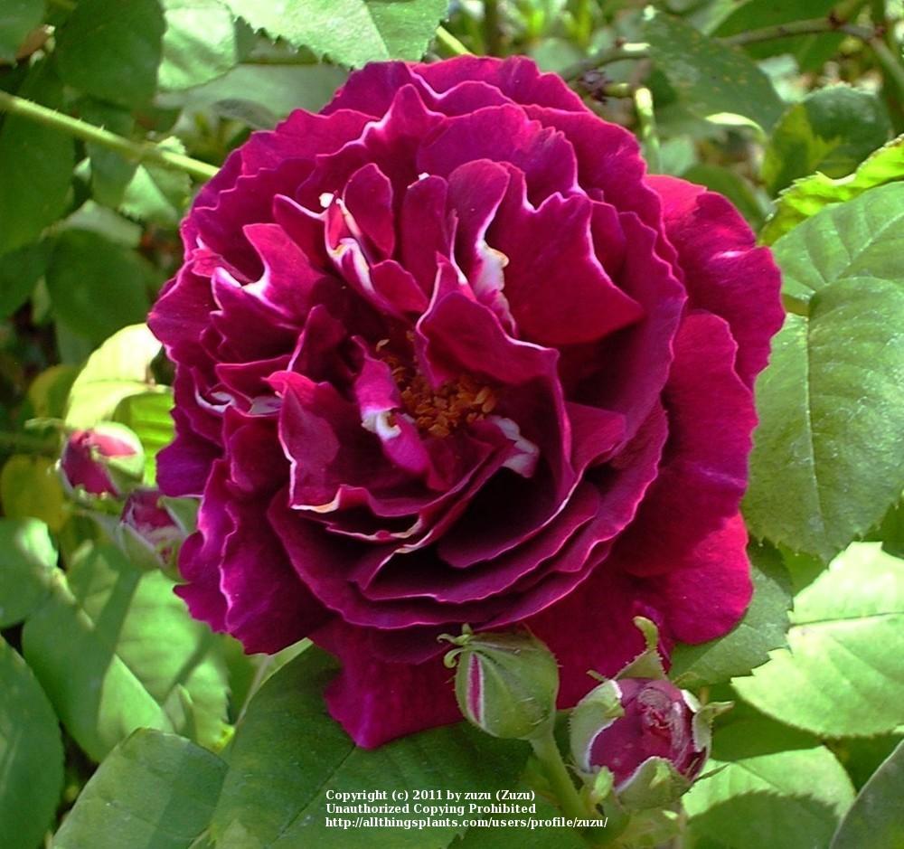 Photo of Rose (Rosa 'Baron Girod de l'Ain') uploaded by zuzu