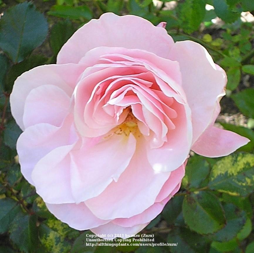 Photo of Rose (Rosa 'Audrey Hepburn') uploaded by zuzu