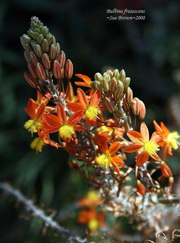 Photo of Stalked Bulbine (Bulbine frutescens) uploaded by Calif_Sue
