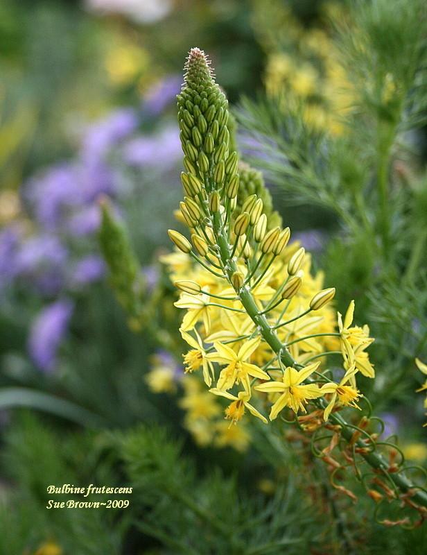 Photo of Stalked Bulbine (Bulbine frutescens) uploaded by Calif_Sue