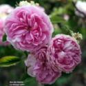 A Quick Tip on Pruning Roses