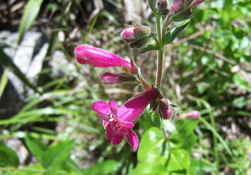 Photo of Hill Country Penstemon (Penstemon triflorus) uploaded by LindaTX8