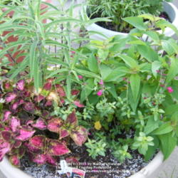 Location: My garden in Kentucky
Date: 2011-07-09
Beautiful rose color!