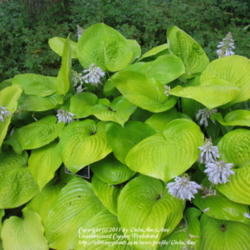 Location: Montréal Botanical Garden
Date: 2011-07-13
'Ovation'
