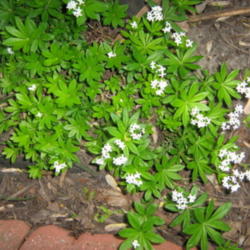 Location: Indiana  Zone 5
Date: 2010-04-29