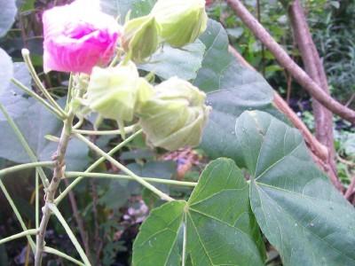 Photo of Confederate Rose (Hibiscus mutabilis) uploaded by hementia
