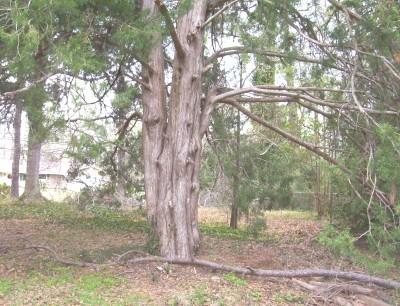 Photo of Eastern Red Cedar (Juniperus virginiana) uploaded by hementia