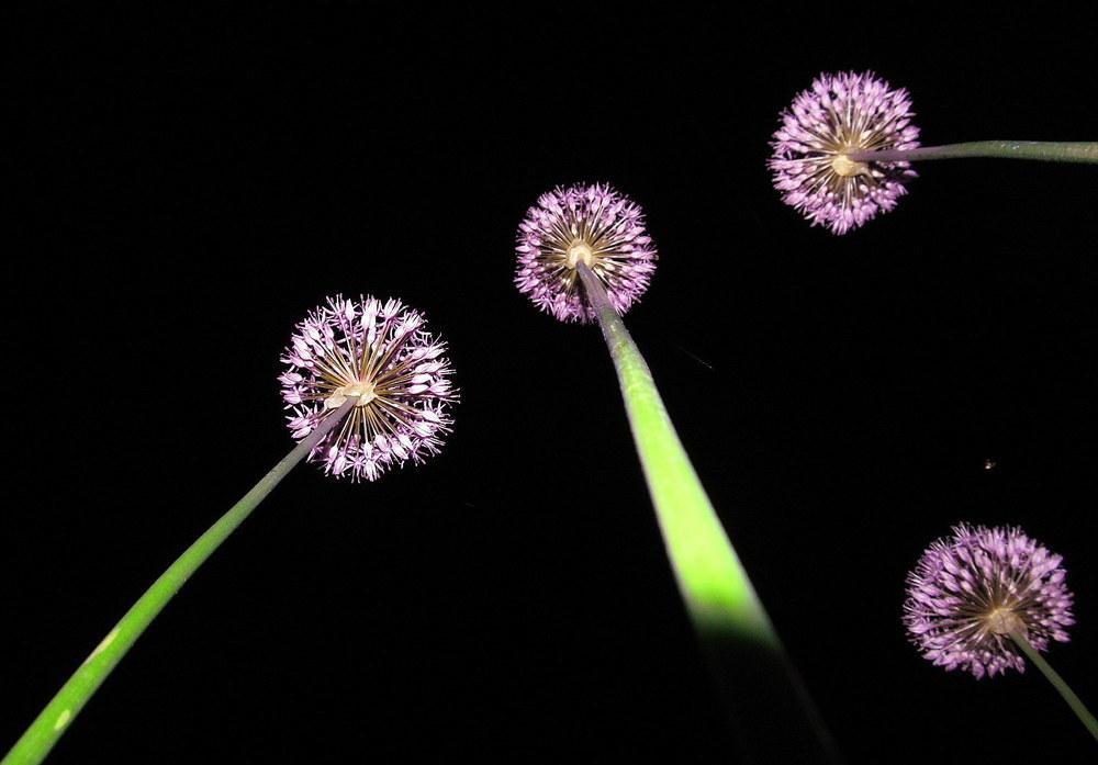 Photo of Flowering Onion (Allium aflatunense) uploaded by jmorth