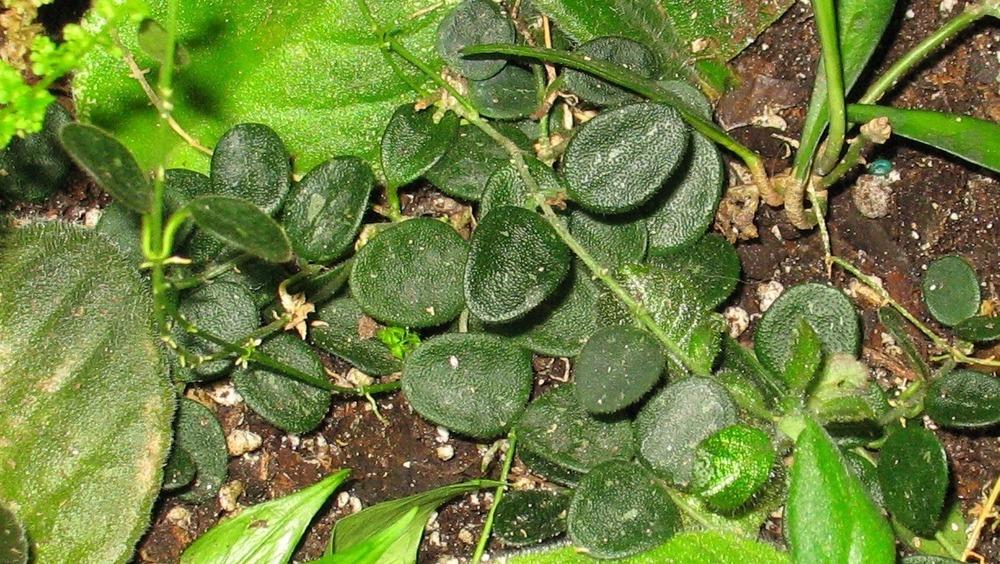 Photo of Wax Plant (Hoya serpens) uploaded by plantladylin