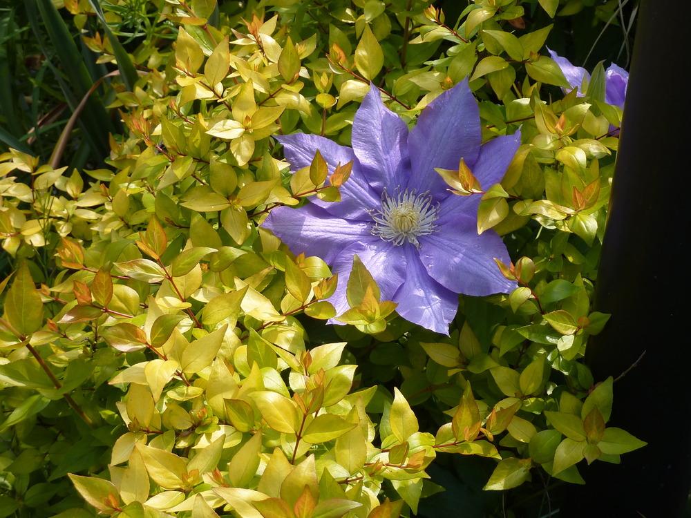 Photo of Clematis 'The President' uploaded by sandnsea2