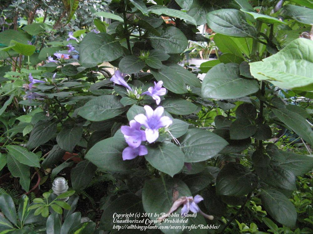 Photo of Philippine Violet (Barleria cristata) uploaded by Bubbles
