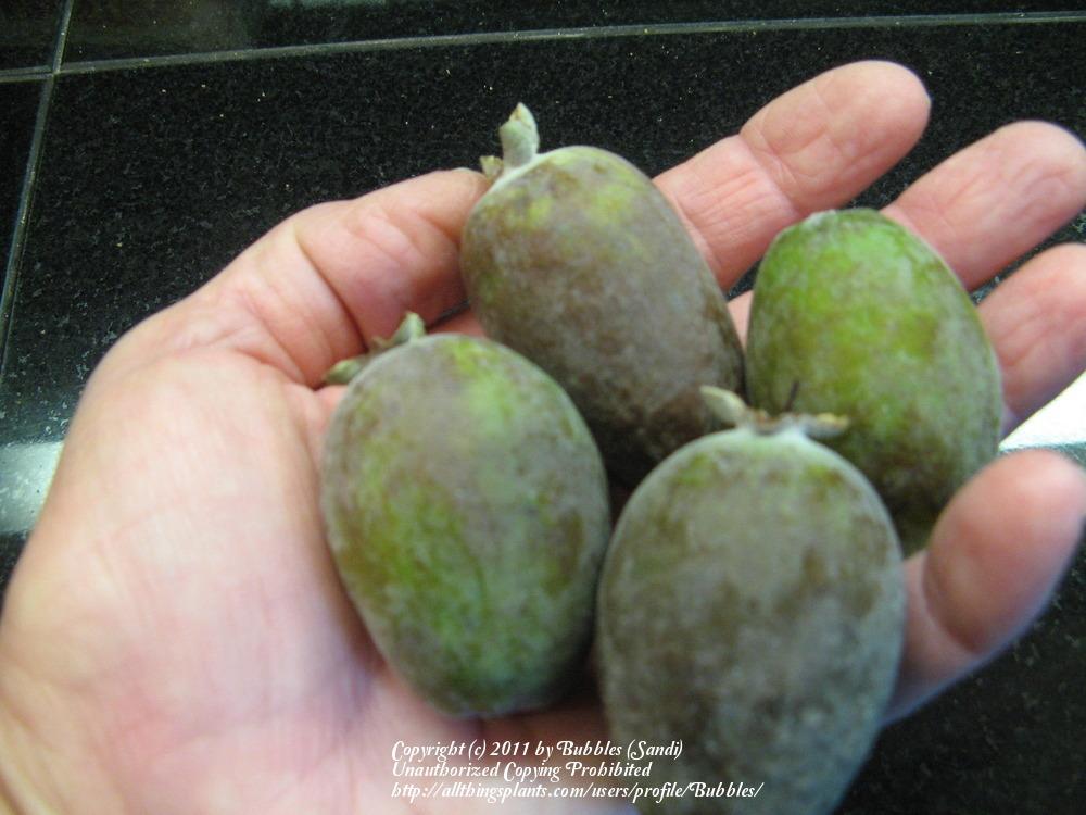 Photo of Pineapple Guava (Feijoa sellowiana) uploaded by Bubbles