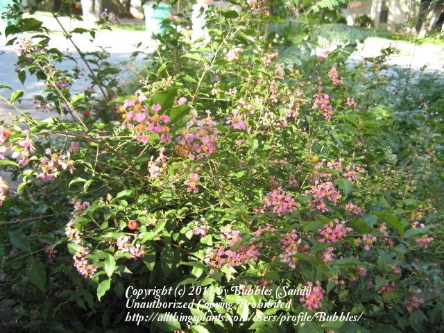 Photo of Barbados Cherry (Malpighia glabra) uploaded by Bubbles