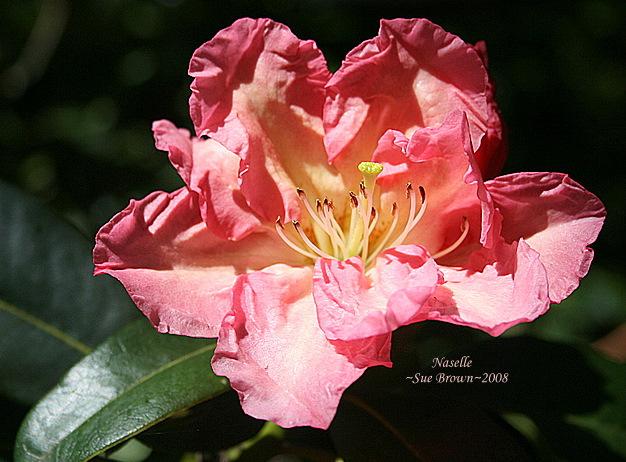 Photo of Rhododendron 'Naselle' uploaded by Calif_Sue