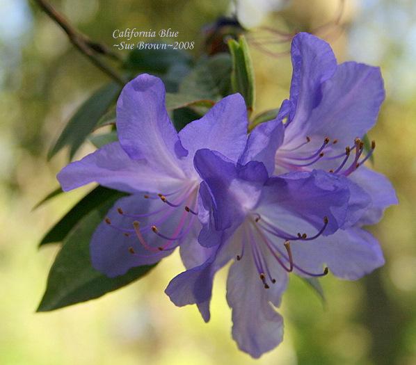 Photo of Rhododendron 'California Blue' uploaded by Calif_Sue