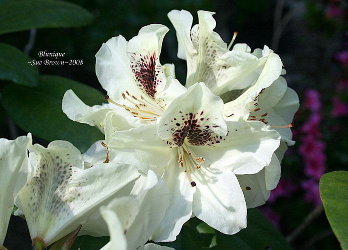Photo of Rhododendron 'Blunique' uploaded by Calif_Sue