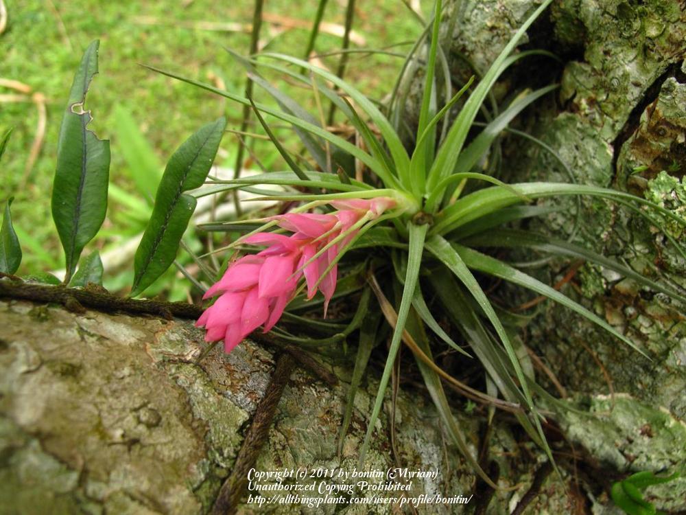 Photo of Air Plants (Tillandsia) uploaded by bonitin