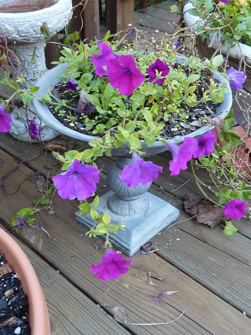 Photo of Multiflora Spreading/Trailing Petunia (Petunia Wave® Purple Classic) uploaded by sandnsea2