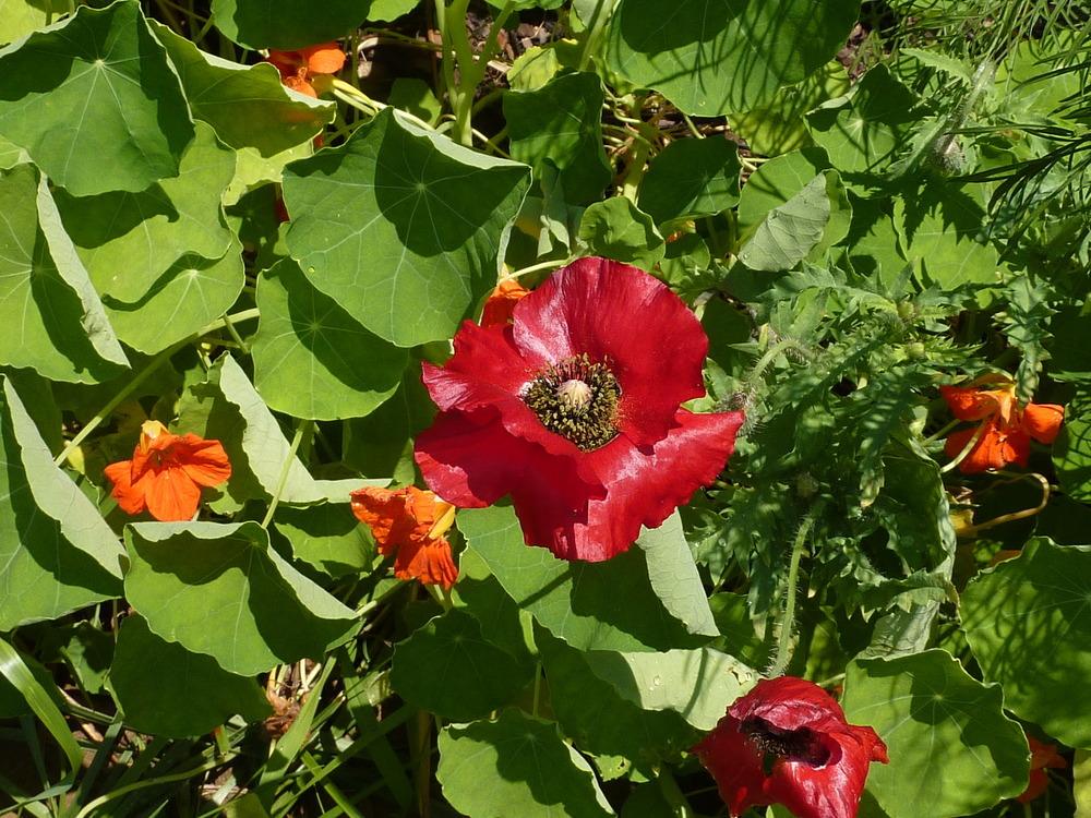 Photo of Field Poppy (Papaver rhoeas) uploaded by sandnsea2