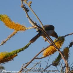 Location: Yulara, Australia (Ayers Rock Resort Campgrounds)
Date: 2007
Brown Honeyeater (Lichmera indistincta), feeding on the nectar.